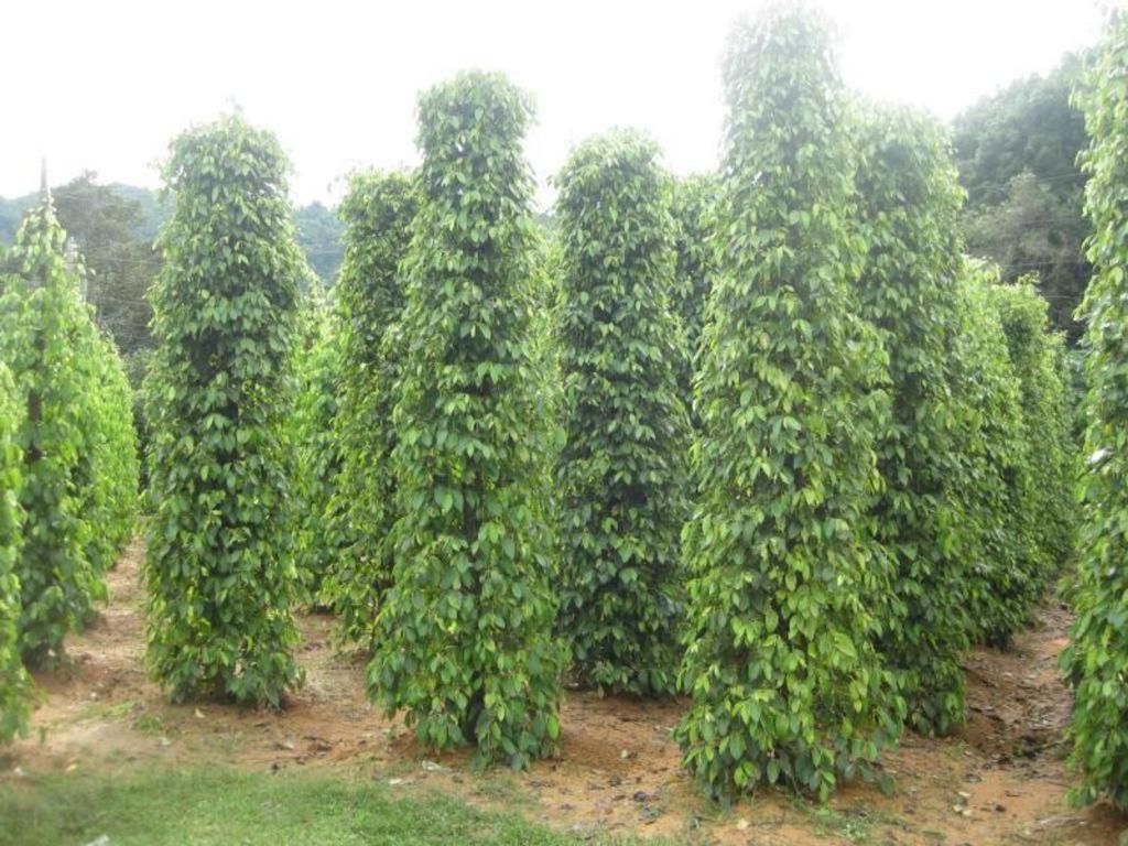 Pepper Farm Phu Quoc Bungalow ภายนอก รูปภาพ